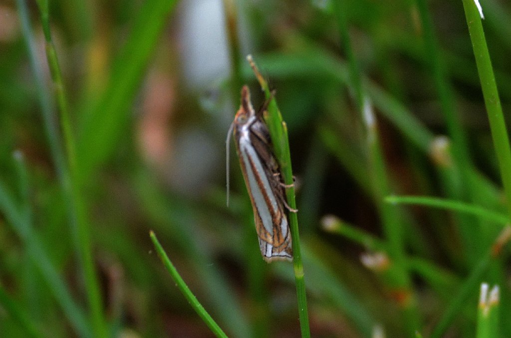 048 2016-06041941 Barre Falls WMA, MA.JPG - Pasture Grass-veneer Moth (Crambus saltuellus). Barre Falls Wildlife Management Area, MA, 6-4-2016